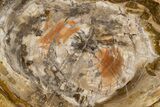 Polished Petrified Wood (Araucaria) Round - Madagascar #341533-1